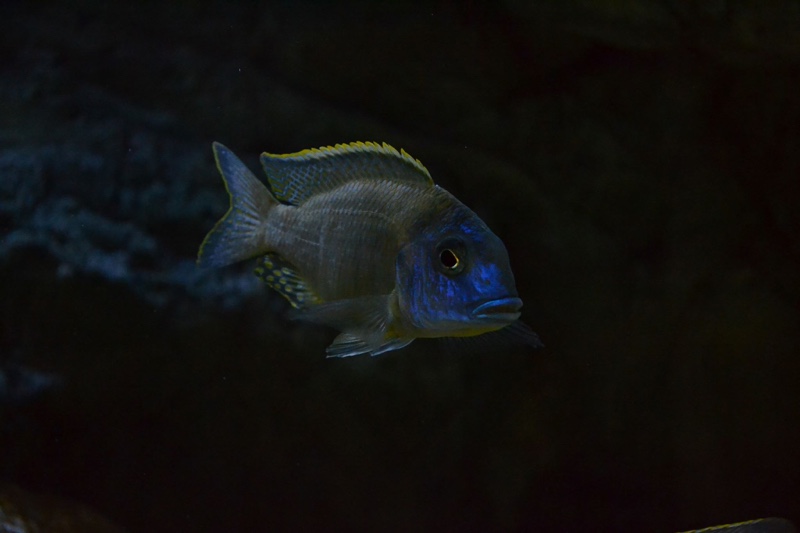 Tramitichromis sp. 'orange top' Lumbira